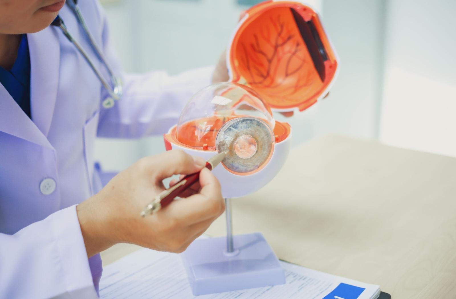 An eye doctor showing a patient a diagram of an eye for eye health.
